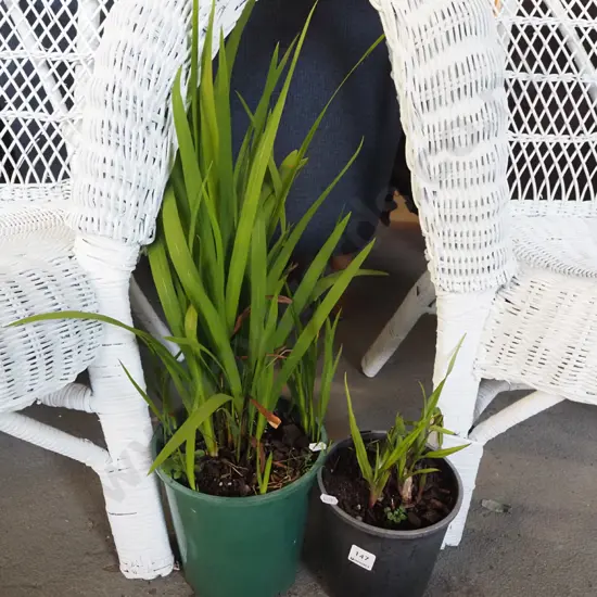 2x potted crocosmia
