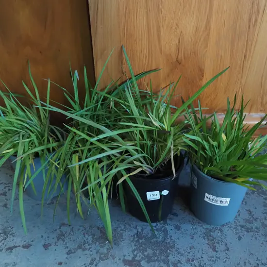4x potted yellow eyed grasses
