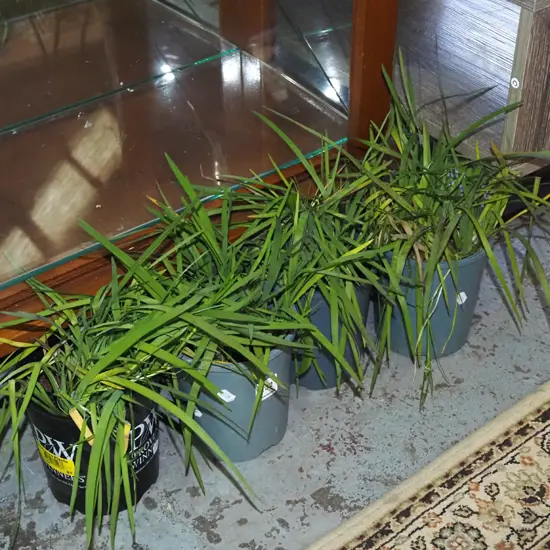 4x potted yellow eyed grasses