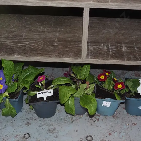 5x potted polyanthus