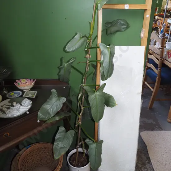 philodendron silver sword in white ceramic planter Plant H-1200