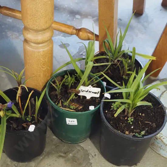 4x potted spiderworts