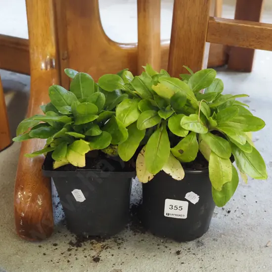 3x potted forget me nots