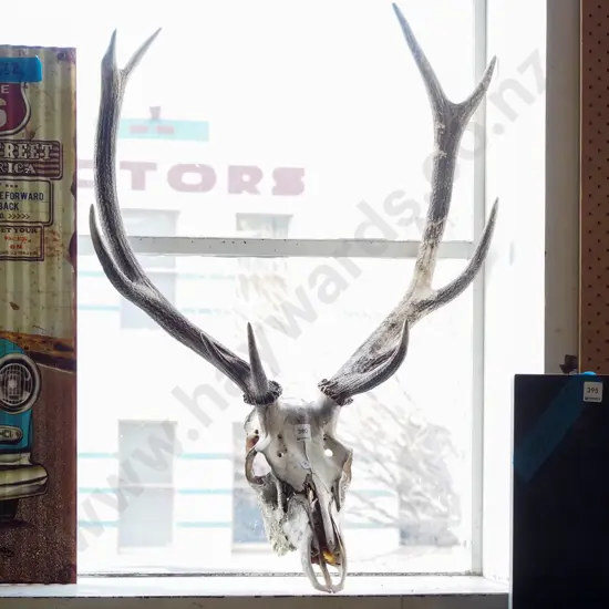 large skull and antlers
