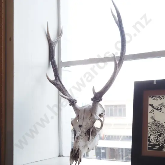 animal skull and antlers
