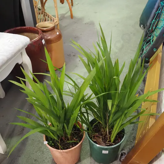 2x potted crocosmia