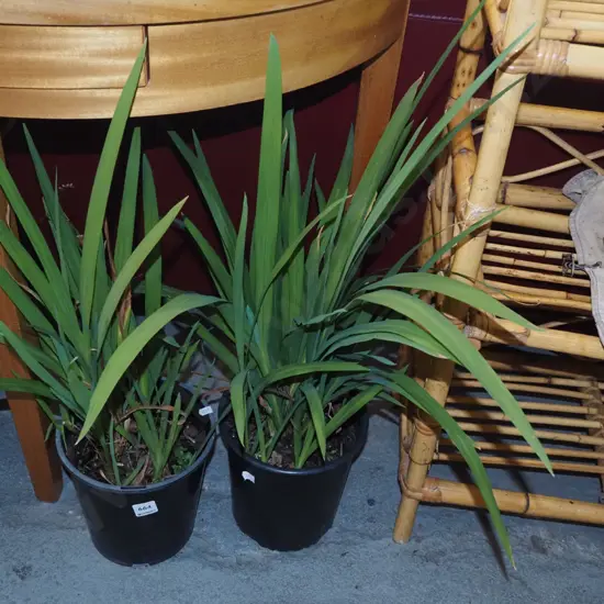 2x potted crocosmia