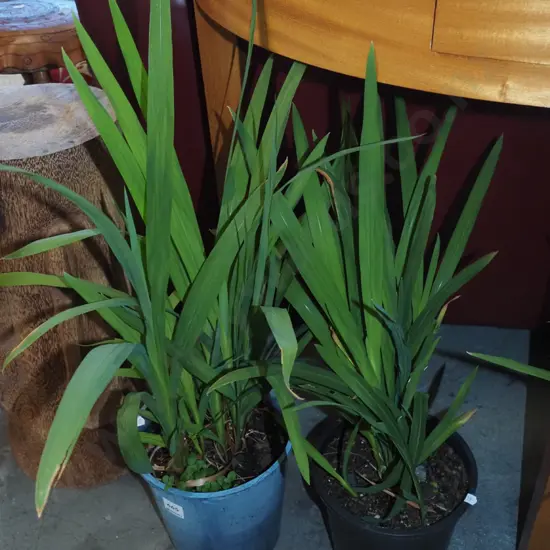 2x potted crocosmia