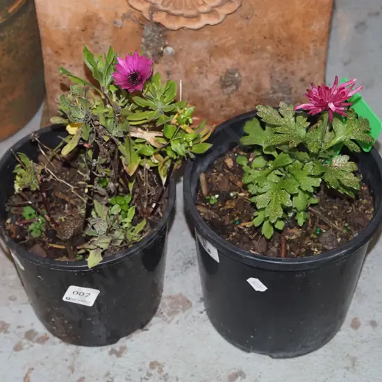 2x potted chrysanthemum