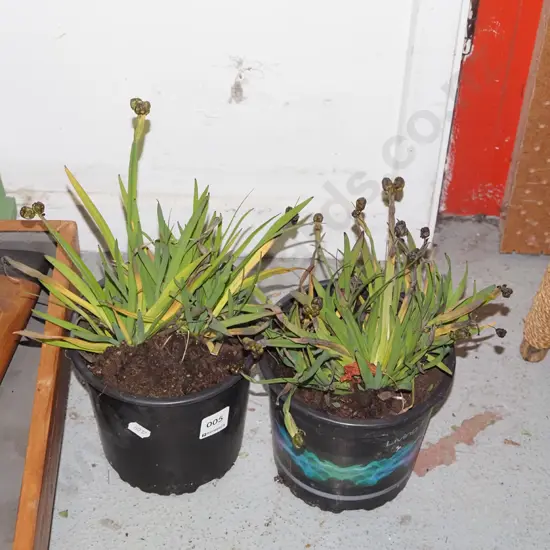 2x potted yellow eyed grasses