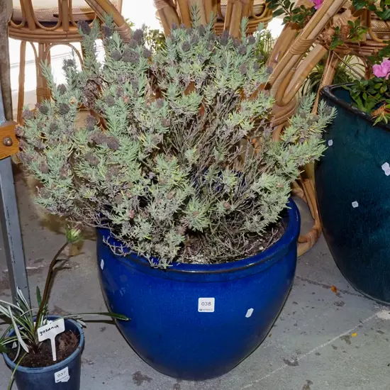 lavender in blue glazed planter H- planter 310