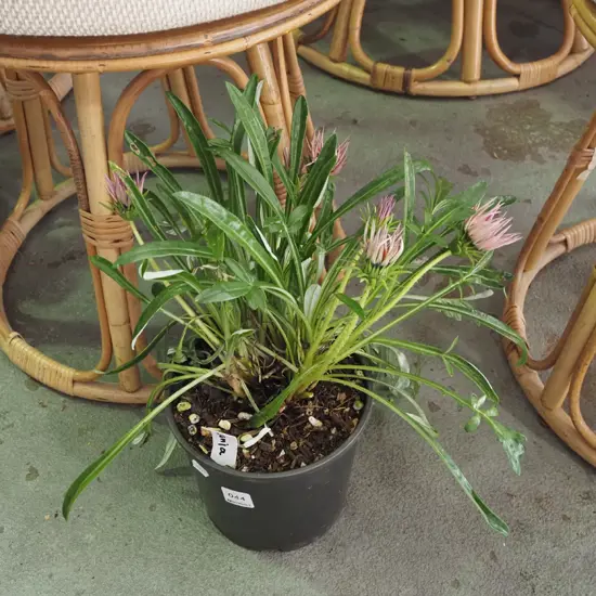 potted gazania