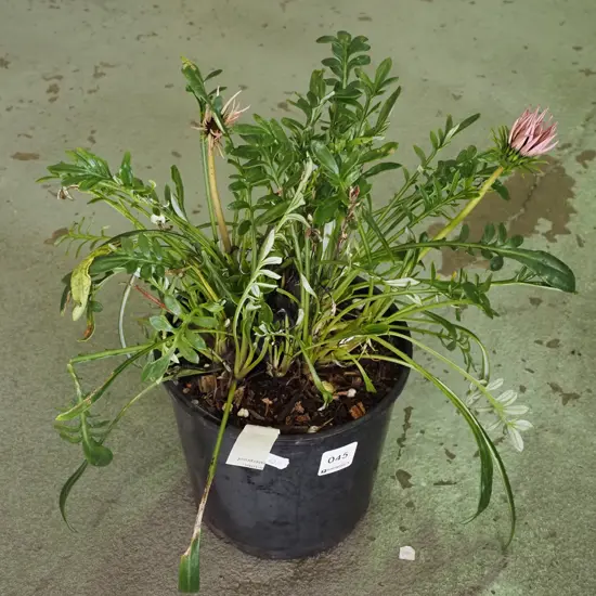 potted gazania