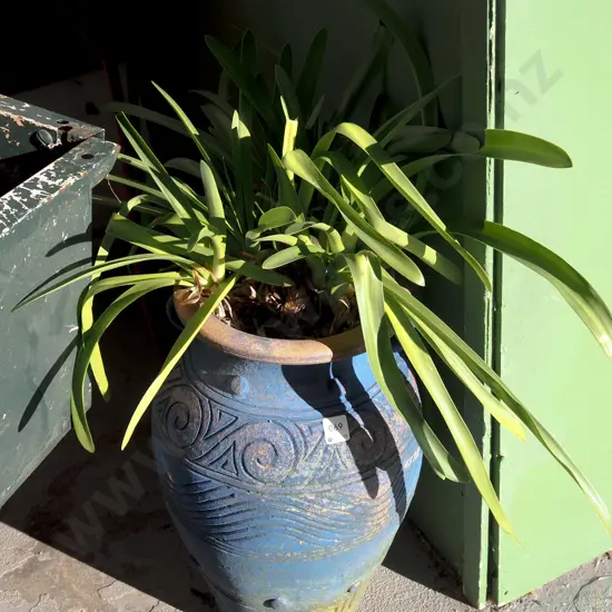 agapanthus in blue painted terracotta planter Planter H-480