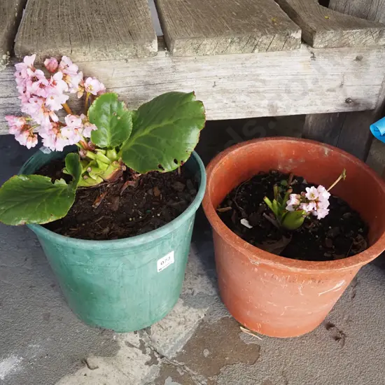2x potted bergenia