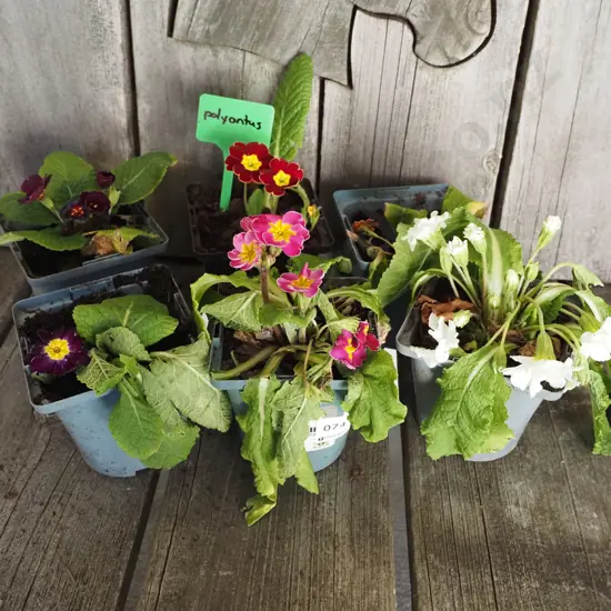 6x potted polyanthus