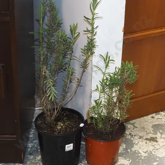 2x potted lavender