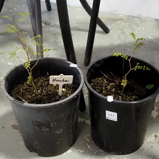 2x potted kowhai