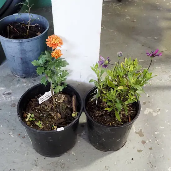 2x potted daisies