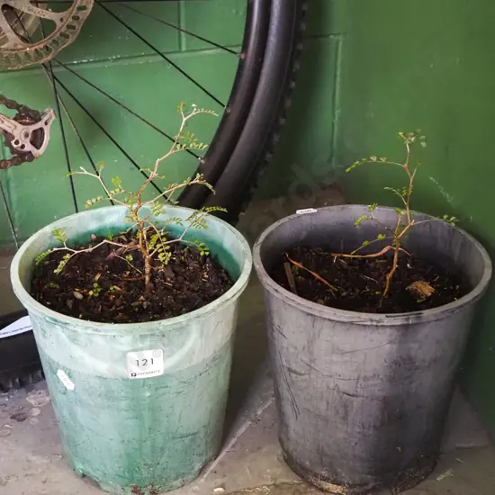 2x potted kowhai