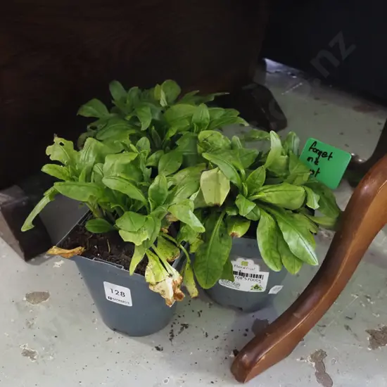 3x potted forget me nots
