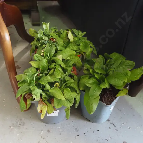 3x potted forget me nots