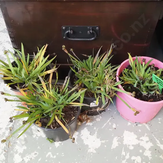4x potted yellow eyed grasses