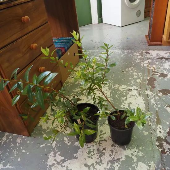 2x potted pohutukawa