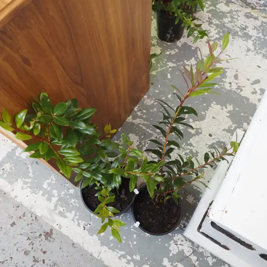 2x potted pohutukawa