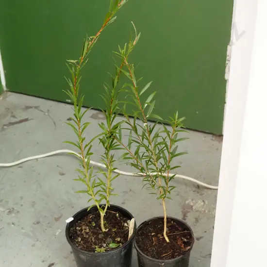 2x potted bottle brushes