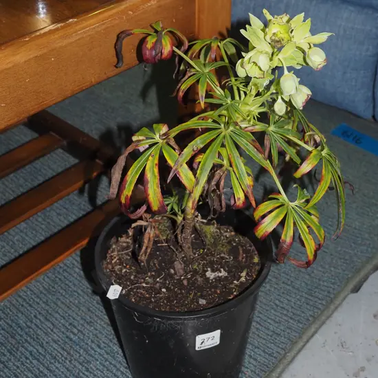 potted hellebore