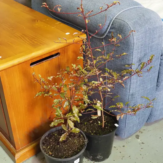 2x potted red matipo