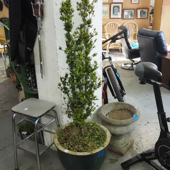 yew tree in green glazed planter H-1600