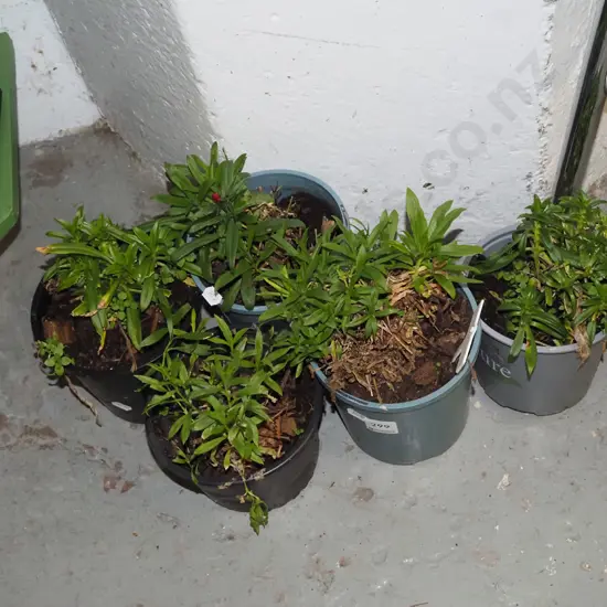 5x potted dianthus