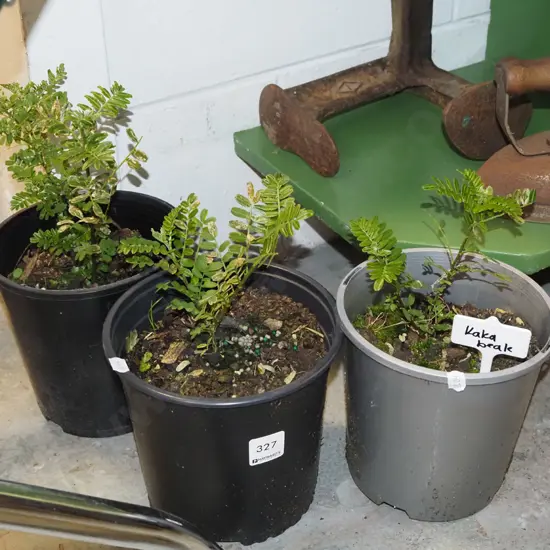 3x potted kaka beaks