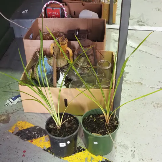 2 potted cabbage trees