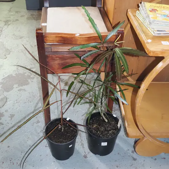 2x potted lancewoods