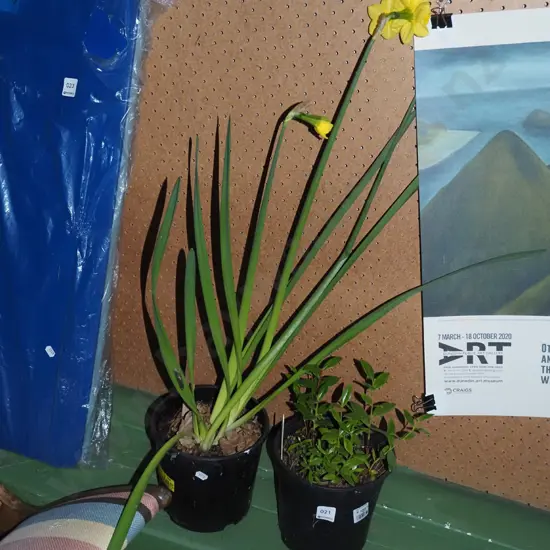 potted daffodil, potted pohutukawa