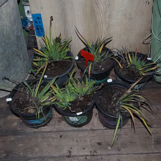 6x potted yellow eyed grasses