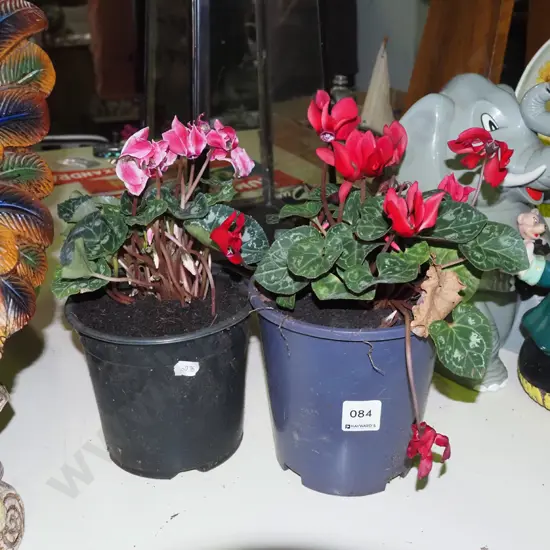 2x potted cyclamen