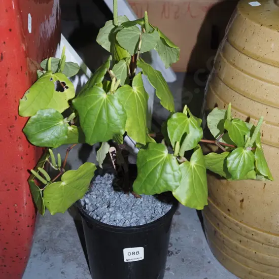 potted kawakawa