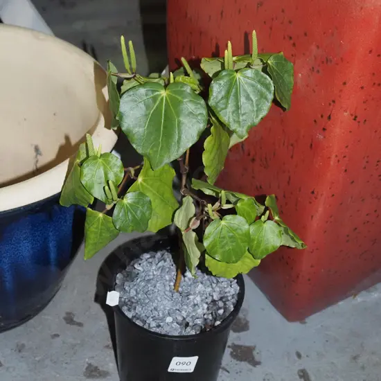 potted kawakawa