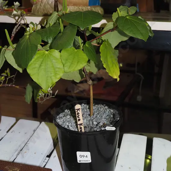 potted kawakawa