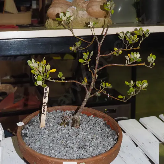correa bonsai with white flowers in terracotta
