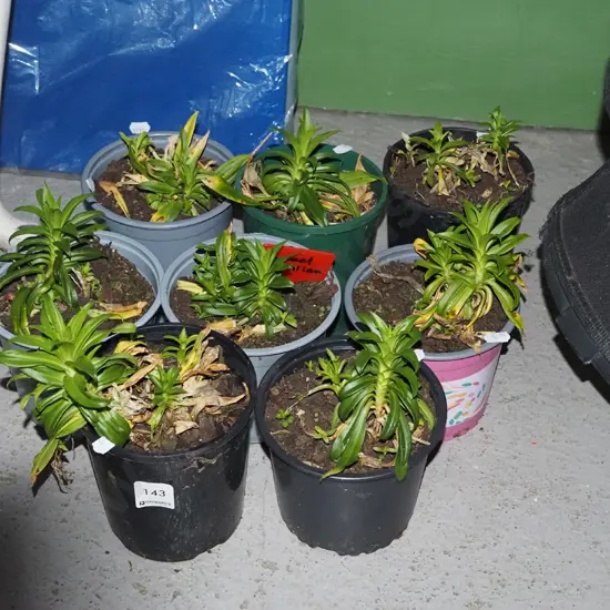 8x potted sweet Williams