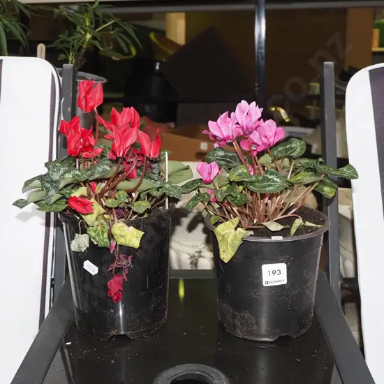 potted red and pink cyclamens