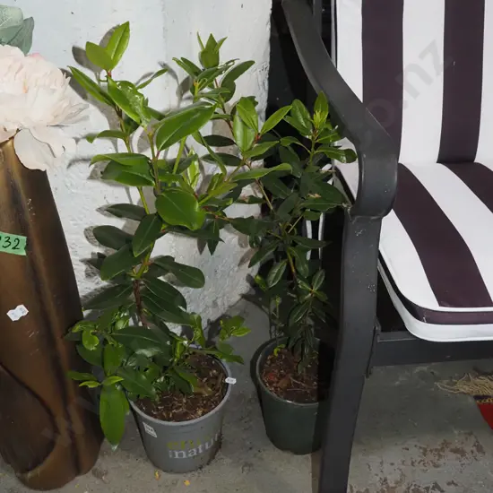 2x potted pohutukawa