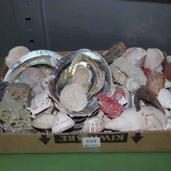tray; various seashells
