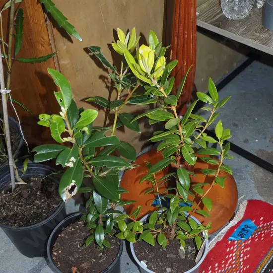2x potted pohutukawa
