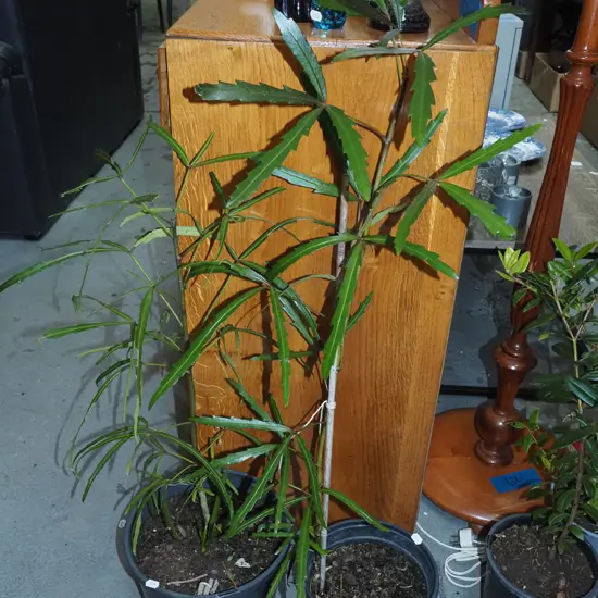 2x potted lancewoods